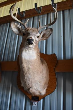 8 Point Buck Deer Mount, 16" Spread.