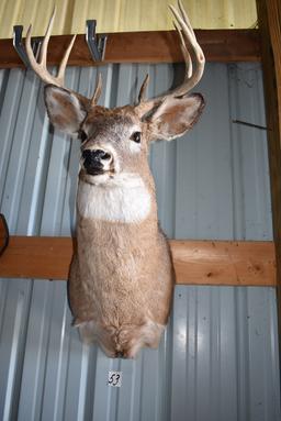 8 Point Buck Deer Mount, 16" Spread.