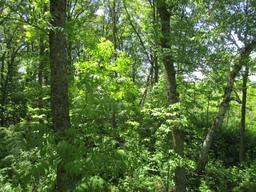 Becker County Recreational/Hunting Land