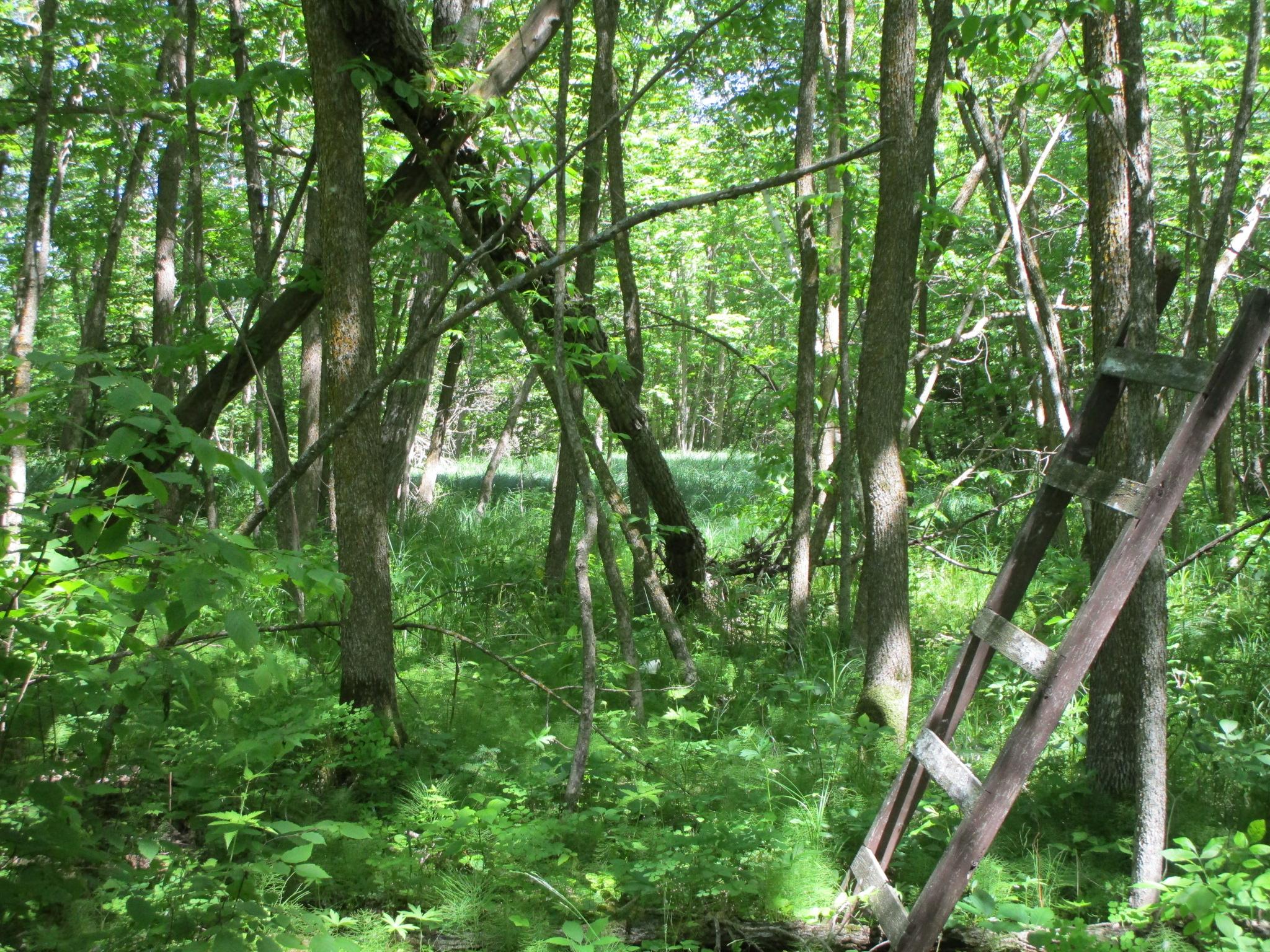 Becker County Recreational/Hunting Land