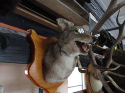 Coyote Head Mount