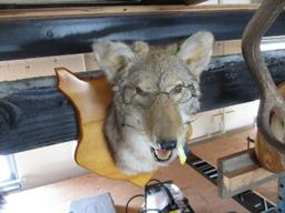 Coyote Head Mount