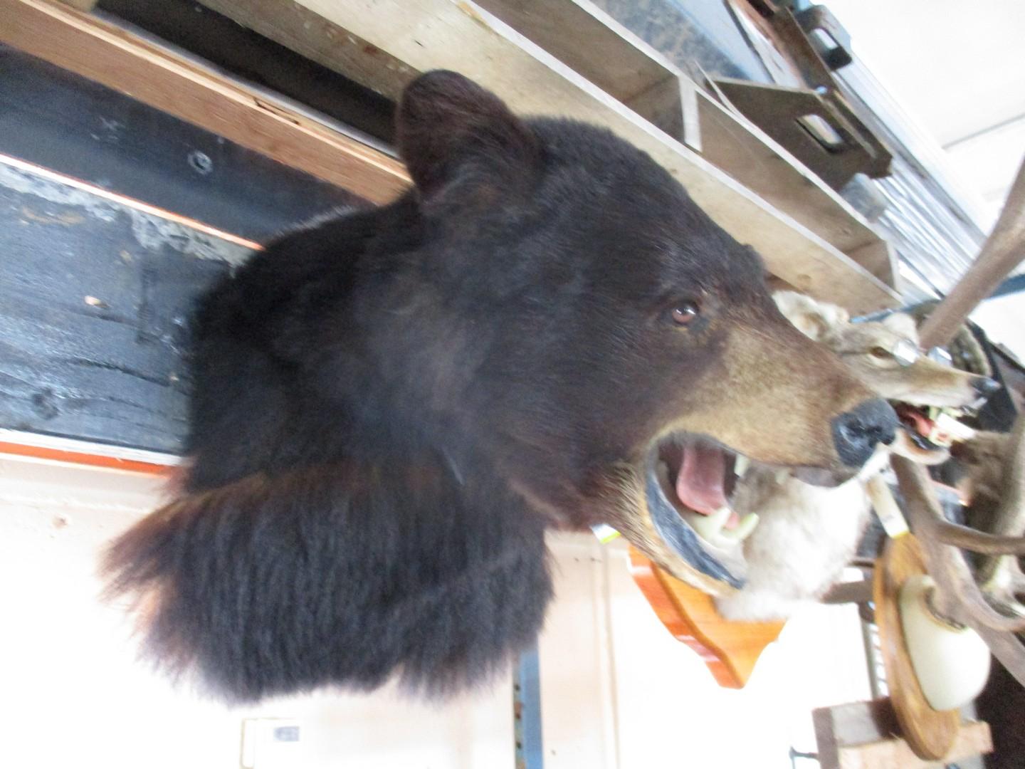 Maine Black Bear Head Mount