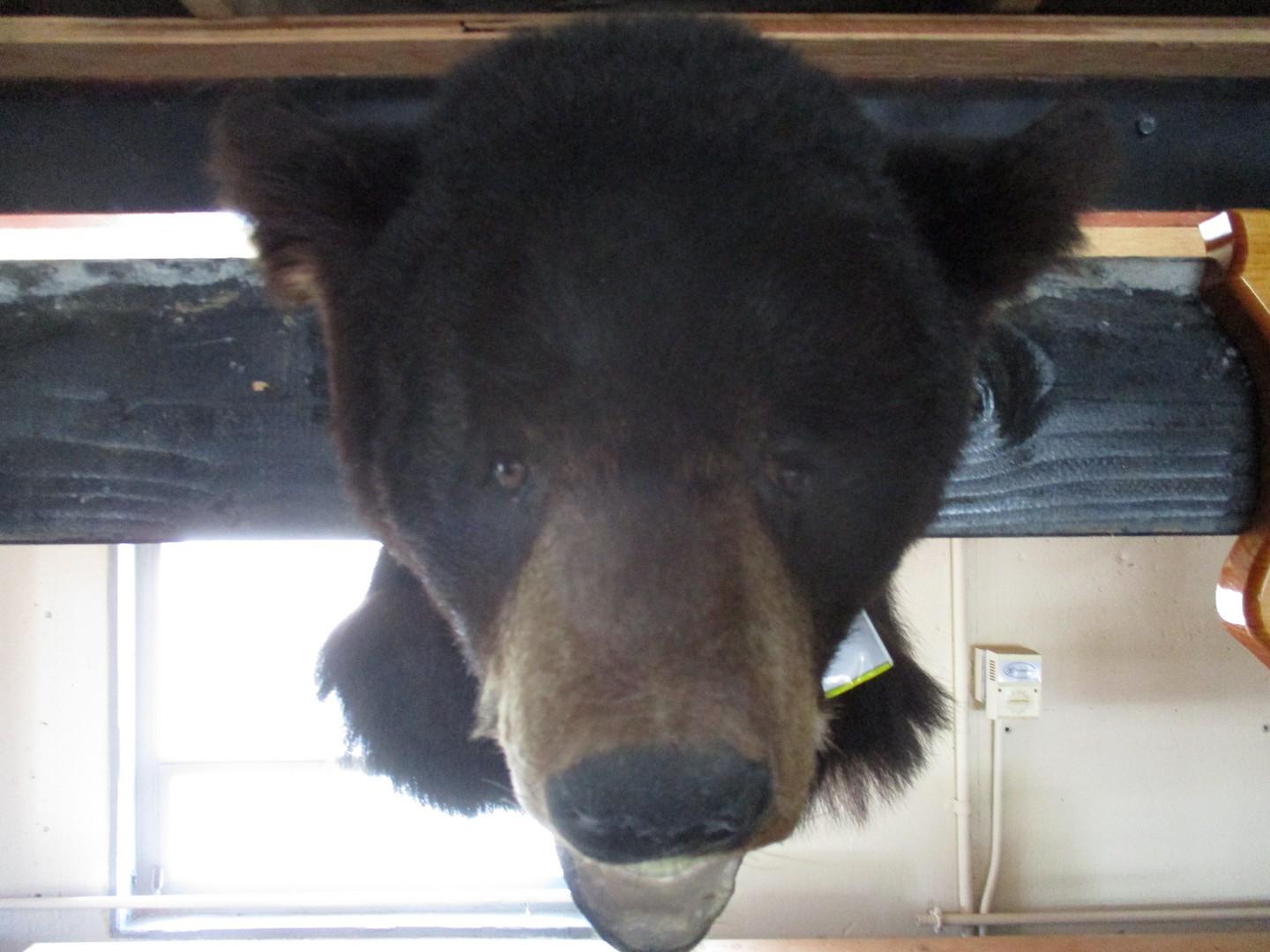 Maine Black Bear Head Mount