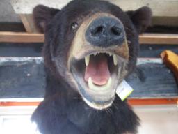 Maine Black Bear Head Mount