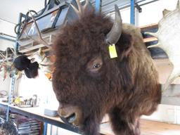 Canadian Buffalo Head Mount