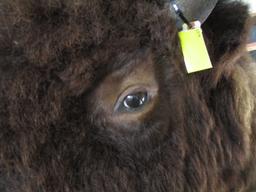 Canadian Buffalo Head Mount