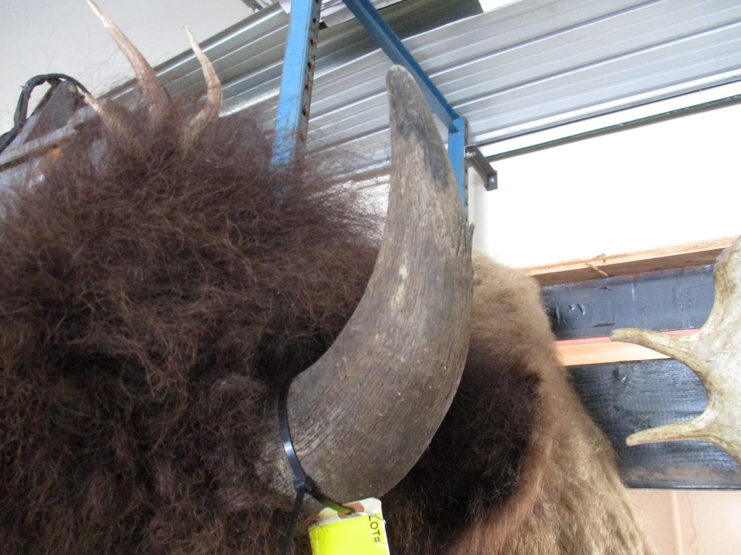 Canadian Buffalo Head Mount