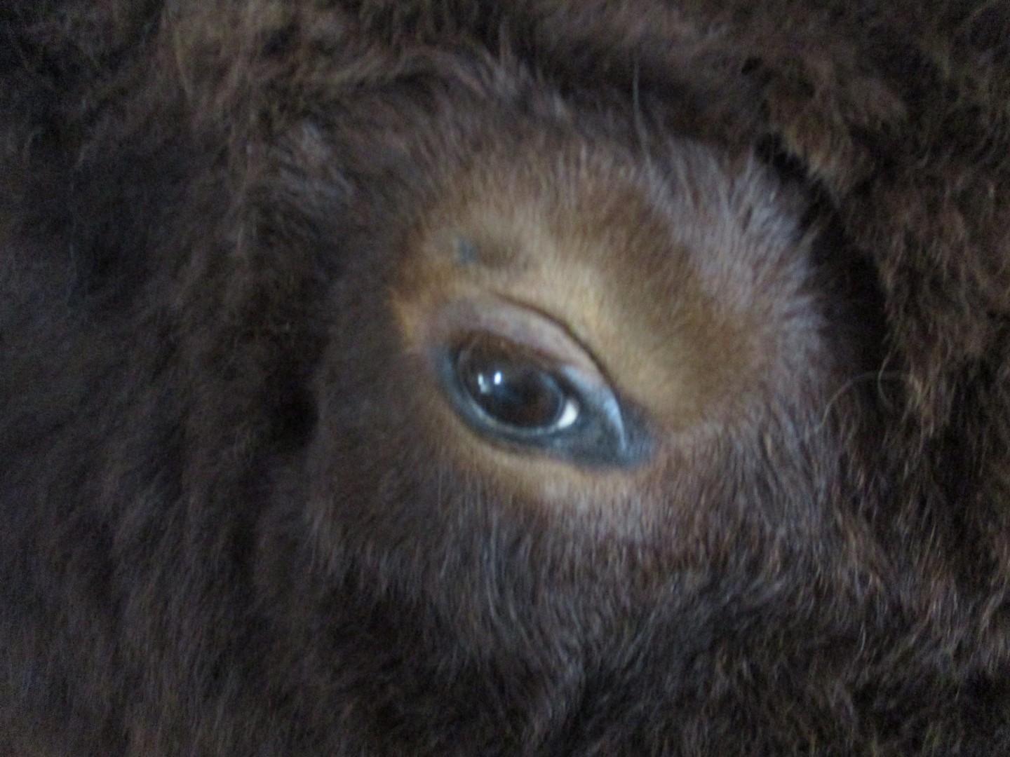 Canadian Buffalo Head Mount