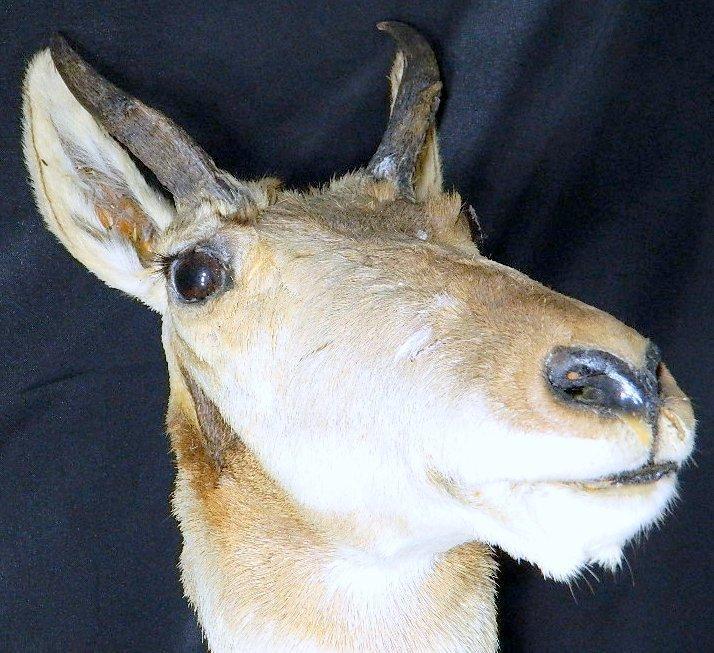 Pronghorn Mount and Deer Antlers Shelf