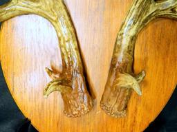 Pronghorn Mount and Deer Antlers Shelf