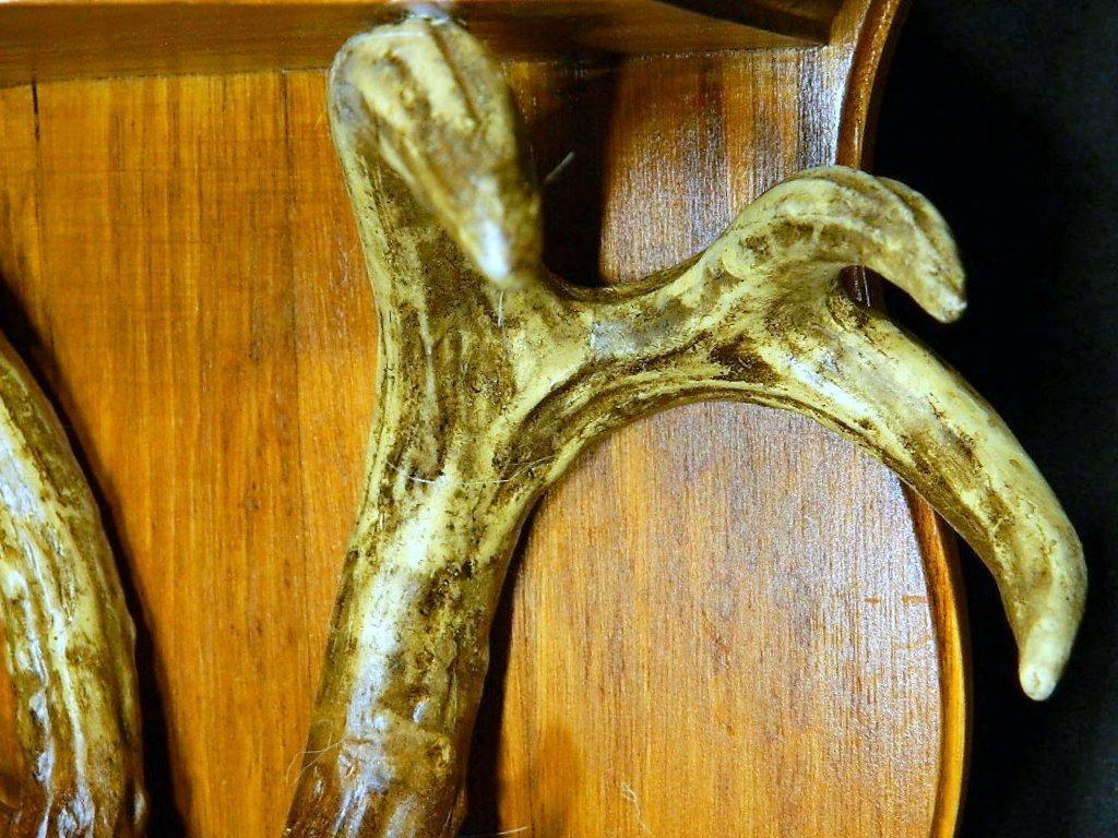 Pronghorn Mount and Deer Antlers Shelf