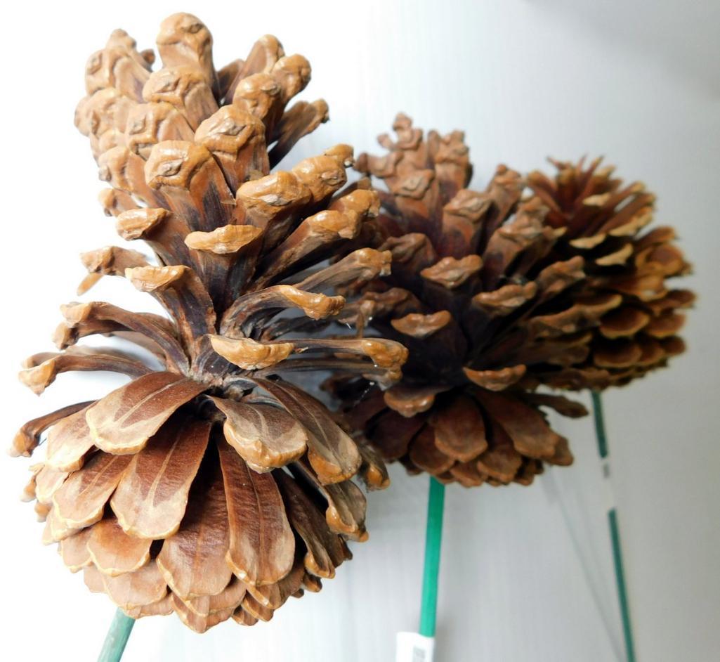 Decorative Pinecones for Arrangements