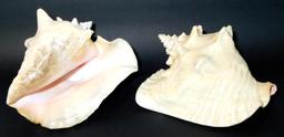 Two Large Conch Shells