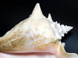 Two Large Conch Shells