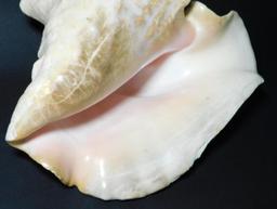 Two Large Conch Shells