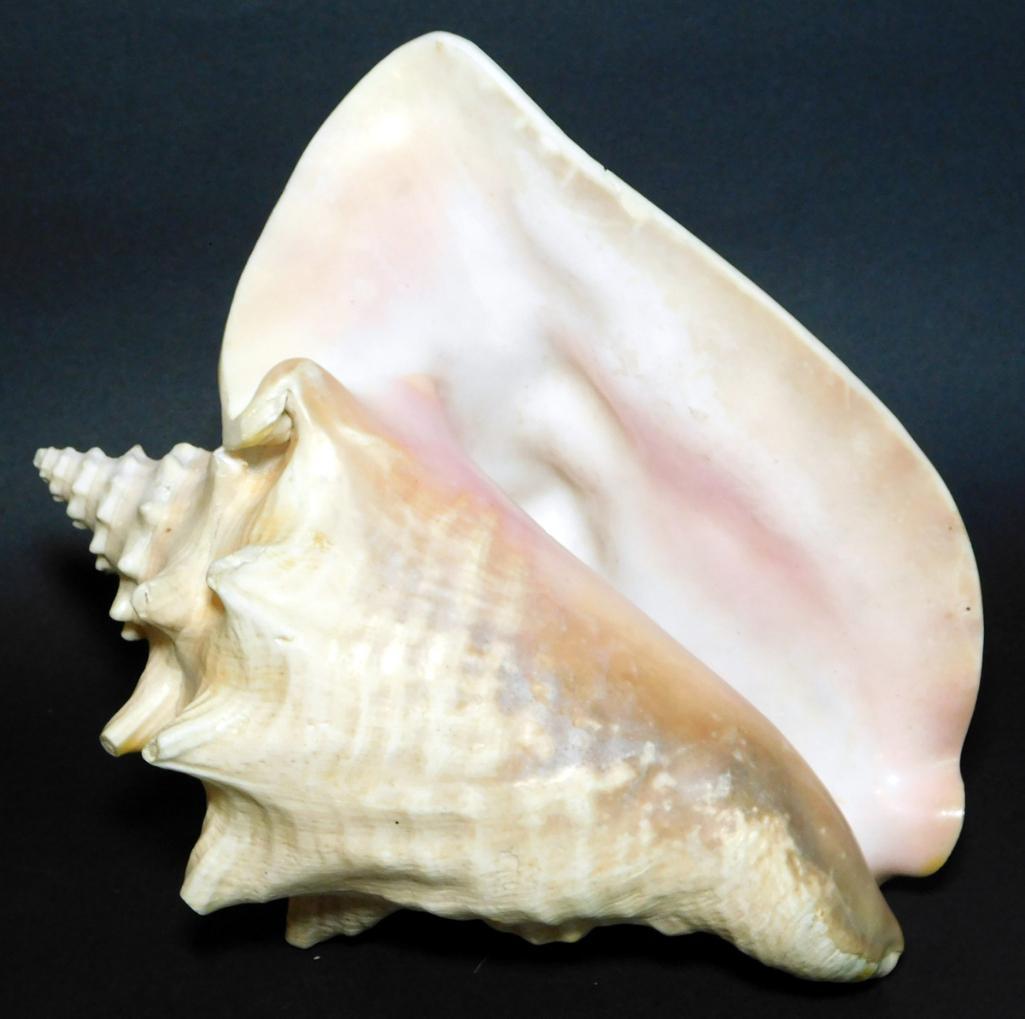 Two Large Conch Shells