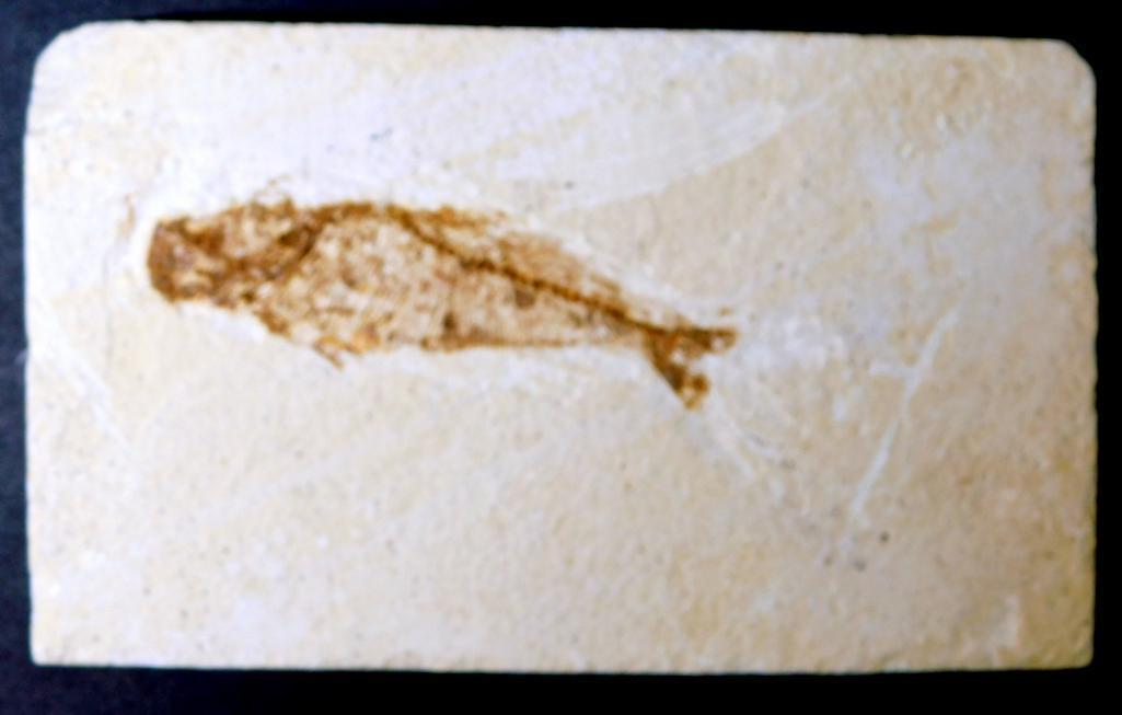 Diplomystus Fossil, Green River Wyoming