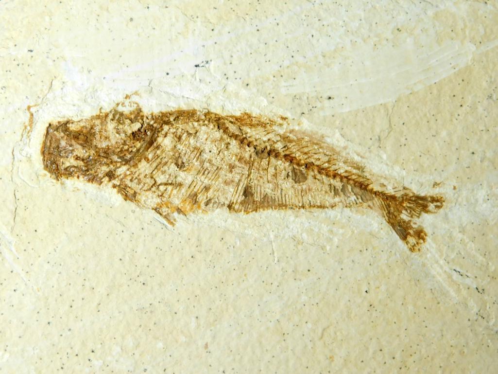 Diplomystus Fossil, Green River Wyoming