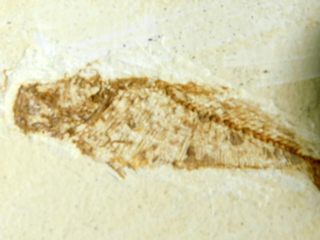 Diplomystus Fossil, Green River Wyoming