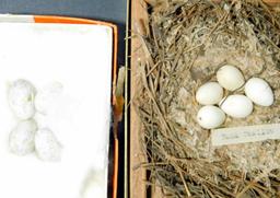 Collections of Small Bird Eggs and Nest