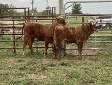 BRAFORD TIGER STRIPE HEIFERS