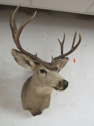 Beautiful Vintage 10 Point Mule Deer Taxidermy Shoulder Mount