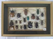 Excellent Framed Mounted Insect Display- (HUGE INSECTS!!)