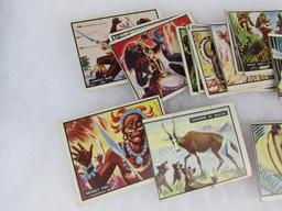 Lot (20 Rare 1950 Topps "Bring em Back Alive" Jungle Non-Sports Cards