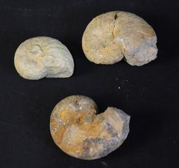 SET OF 3 SMALL AMMONITE FOSSILS