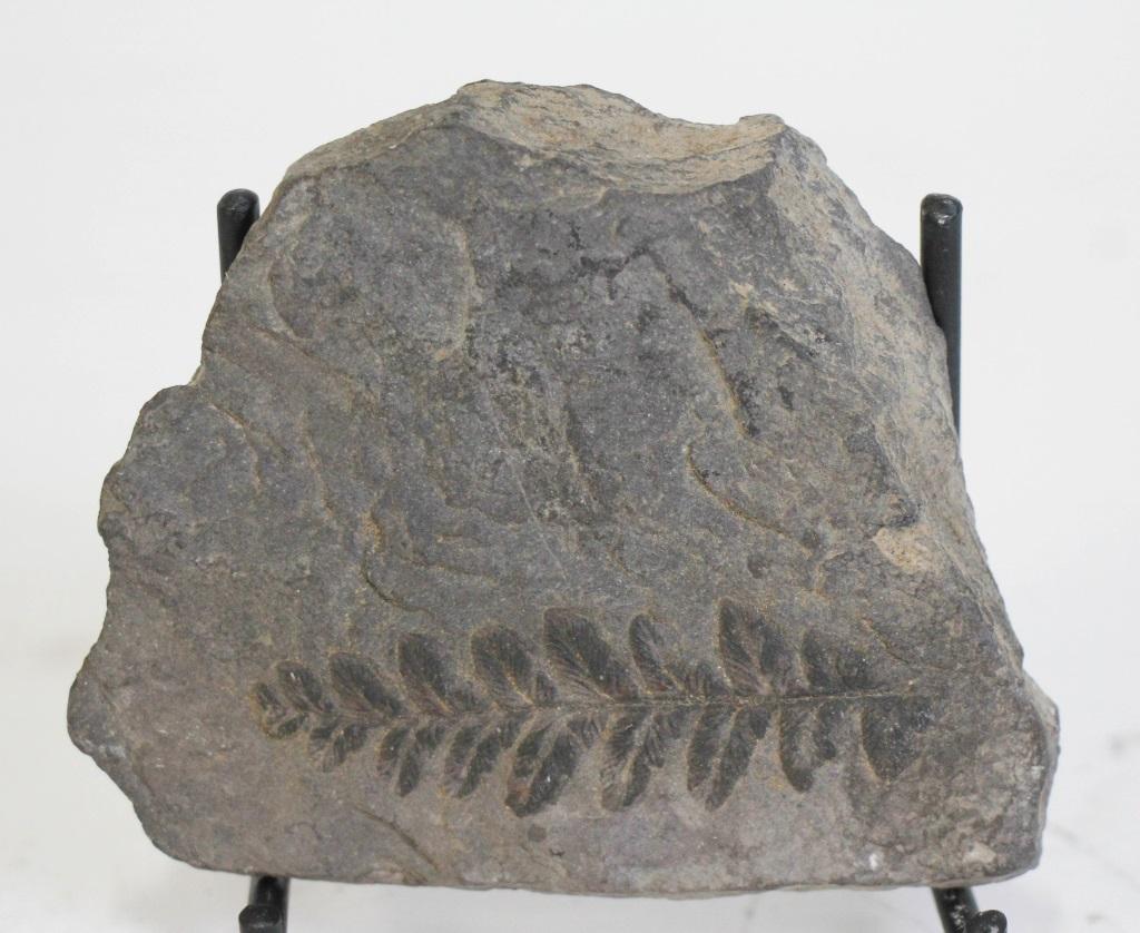 SMALL FERN FOSSIL