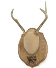 3 POINT SMALL ANTLERS PLAQUE