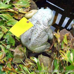 Concrete frog is approx. 15" and can be set up as a fountain.
