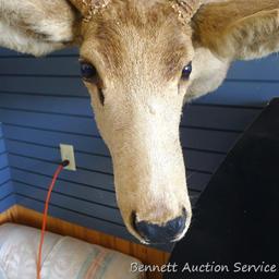 6 x 5 point mule deer mount is about 31" long and 26" wide overall. Tear in ear noted, should be