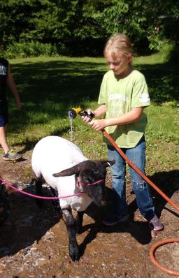 Makenzie Lyons - Oreo is 134 lbs.  Price is per pound.