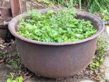 30" cast iron cauldron is currently a planter - please bring help to load. Crack on one side noted.