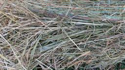 34-1400 # ROUND BALES OF REED CANARY GRASS located at Oklee, Mn. (BID x 34)  ph. 432 813-5037