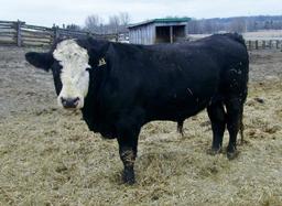 Black Blaze Face Purebred Simmental Bull