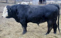 Black Blaze Face Purebred Simmental Bull