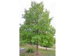 Swamp White Oak