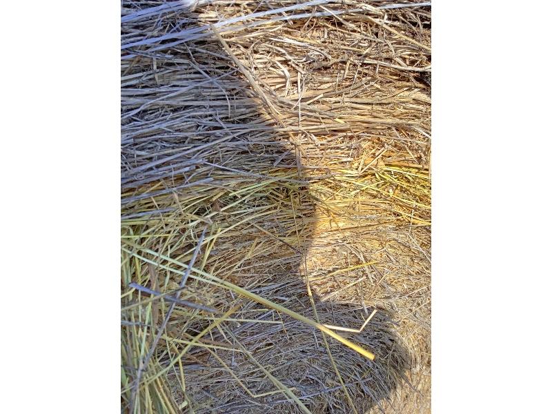 42 - 4'x5' Round Bales of 2023 1st Cut Hay Stored Outside