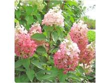 Dwarf Flare Hydrangea - 5 Pieces