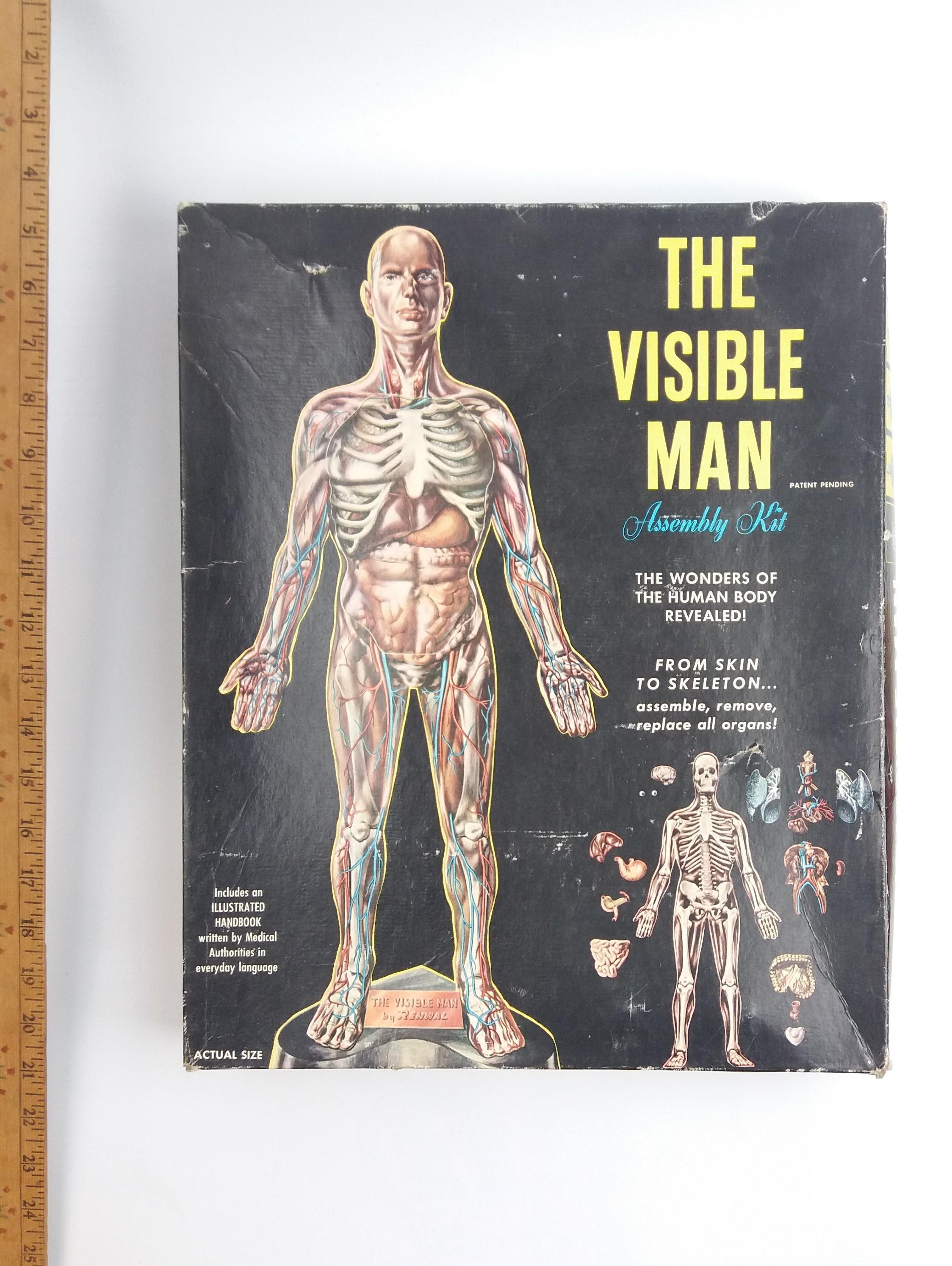 Vintage Renwal Visible Man Toy Anatomical Model Kit