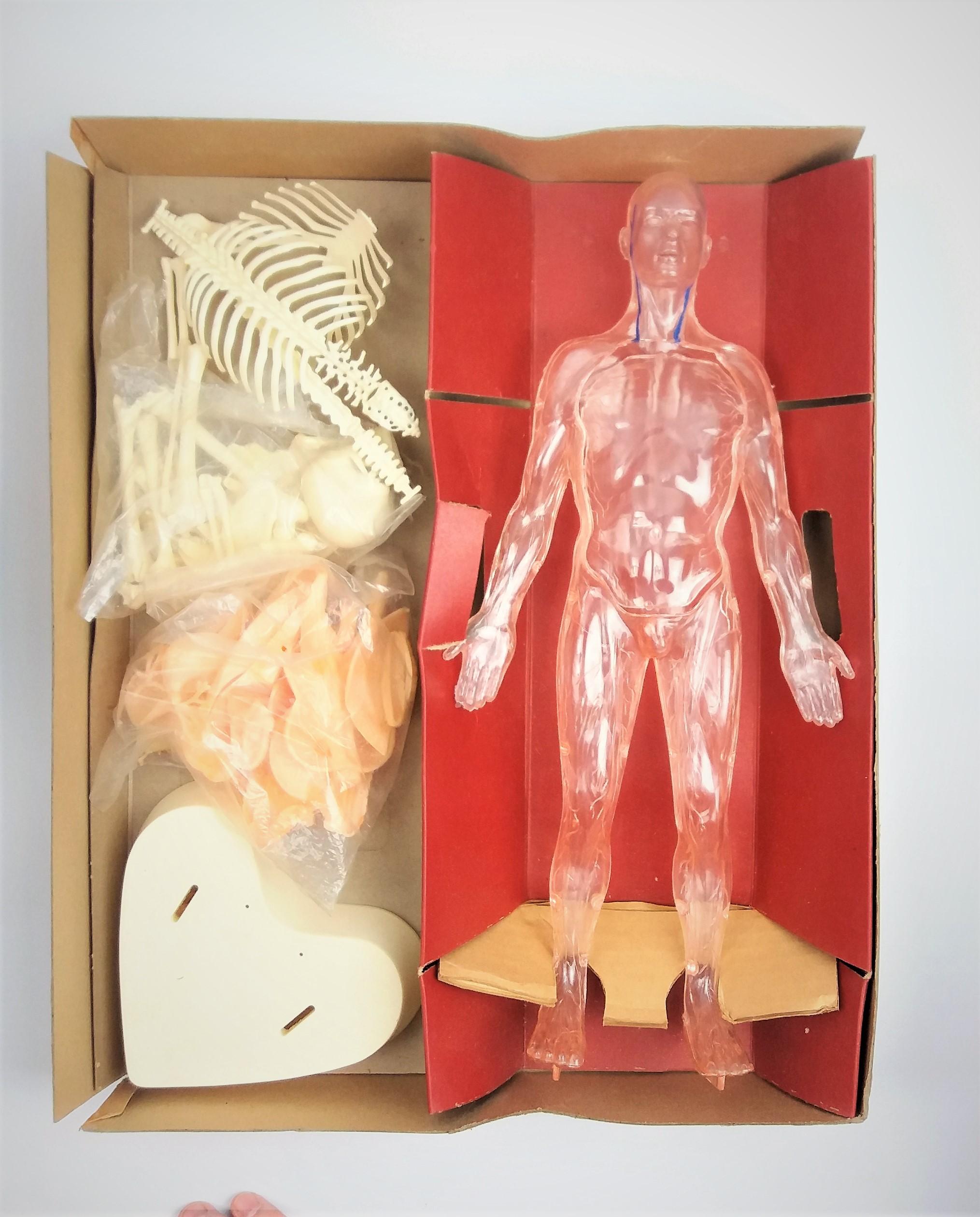 Vintage Renwal Visible Man Toy Anatomical Model Kit