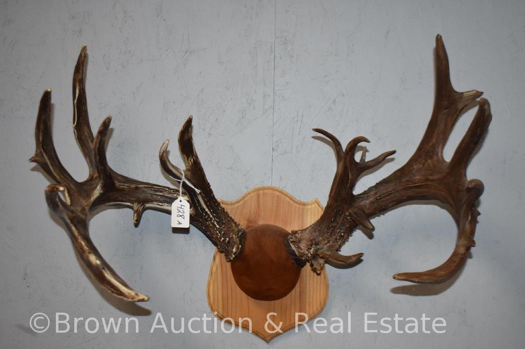 Non-typical Whitetail Deer antler mount on panel