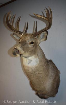 10-point Whitetail Deer shoulder mount