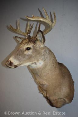 9-point Whitetail Deer shoulder mount