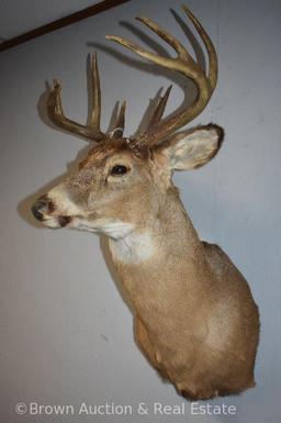 8-point Whitetail Deer shoulder mount