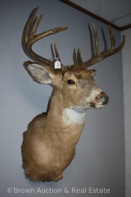 8-point Whitetail Deer shoulder mount