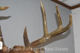 8-point Whitetail Deer shoulder mount